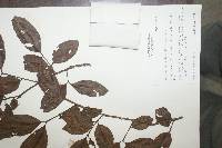 Psidium friedrichsthalianum image