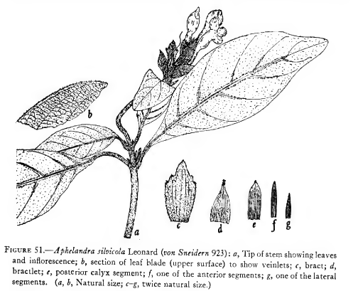 Aphelandra silvicola image
