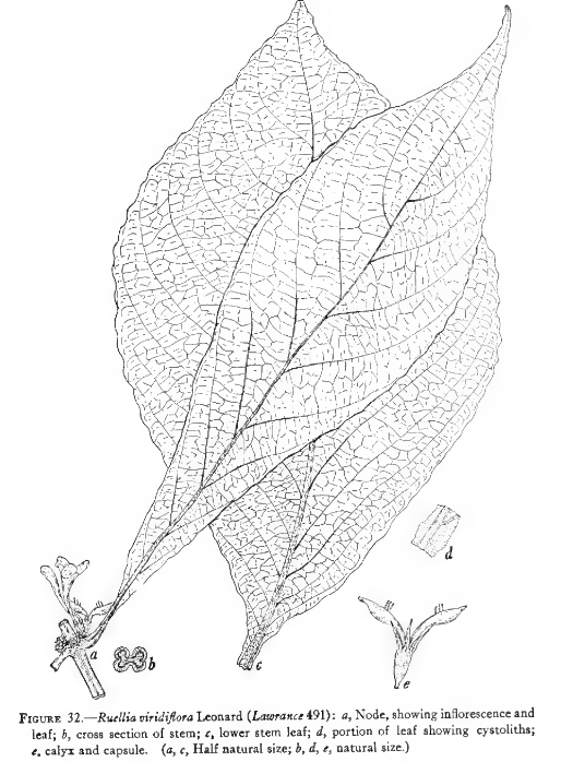 Ruellia viridiflora image