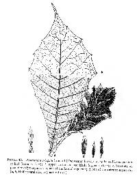 Aphelandra crispata image