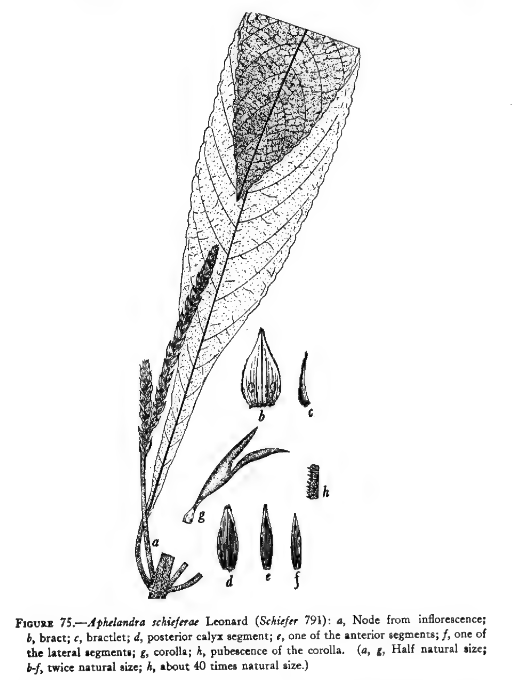Aphelandra schieferae image