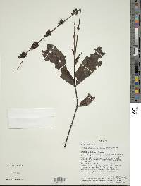 Pseuderanthemum micranthum image