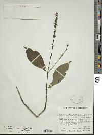 Pseuderanthemum micranthum image