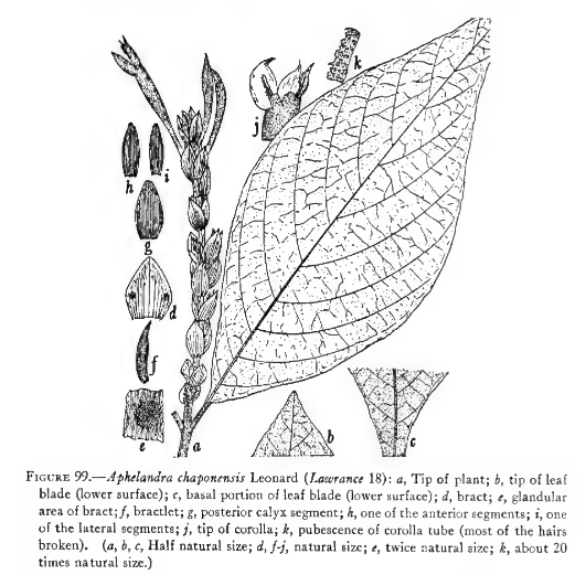 Aphelandra chaponensis image