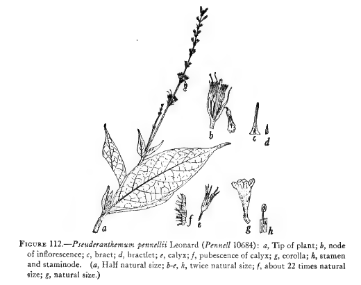 Pseuderanthemum ellipticum image