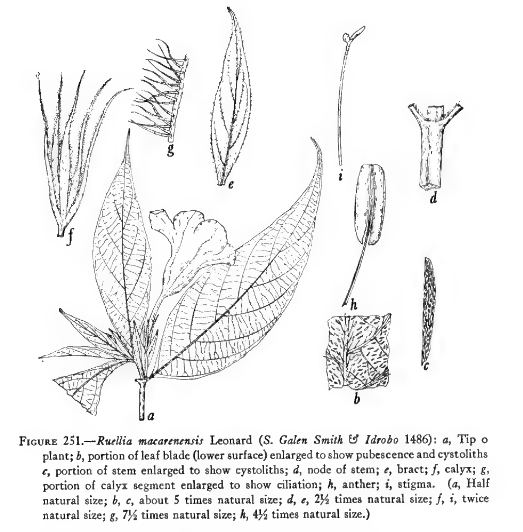 Ruellia macarenensis image
