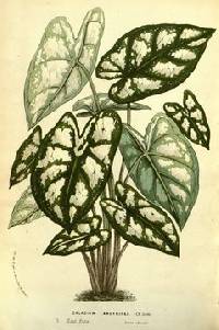 Image of Caladium humboldtii