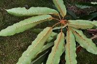 Sciodaphyllum montanum image
