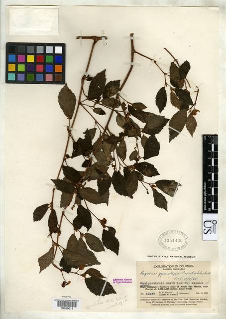 Begonia gamolepis image