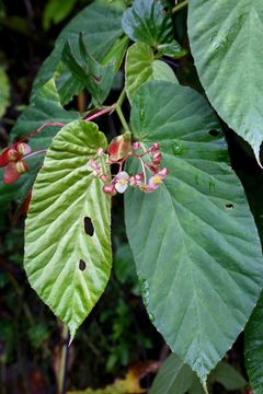 Begonia consobrina image