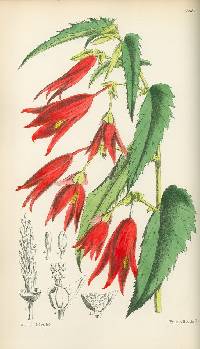 Begonia boliviensis image