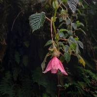 Begonia umbellata image