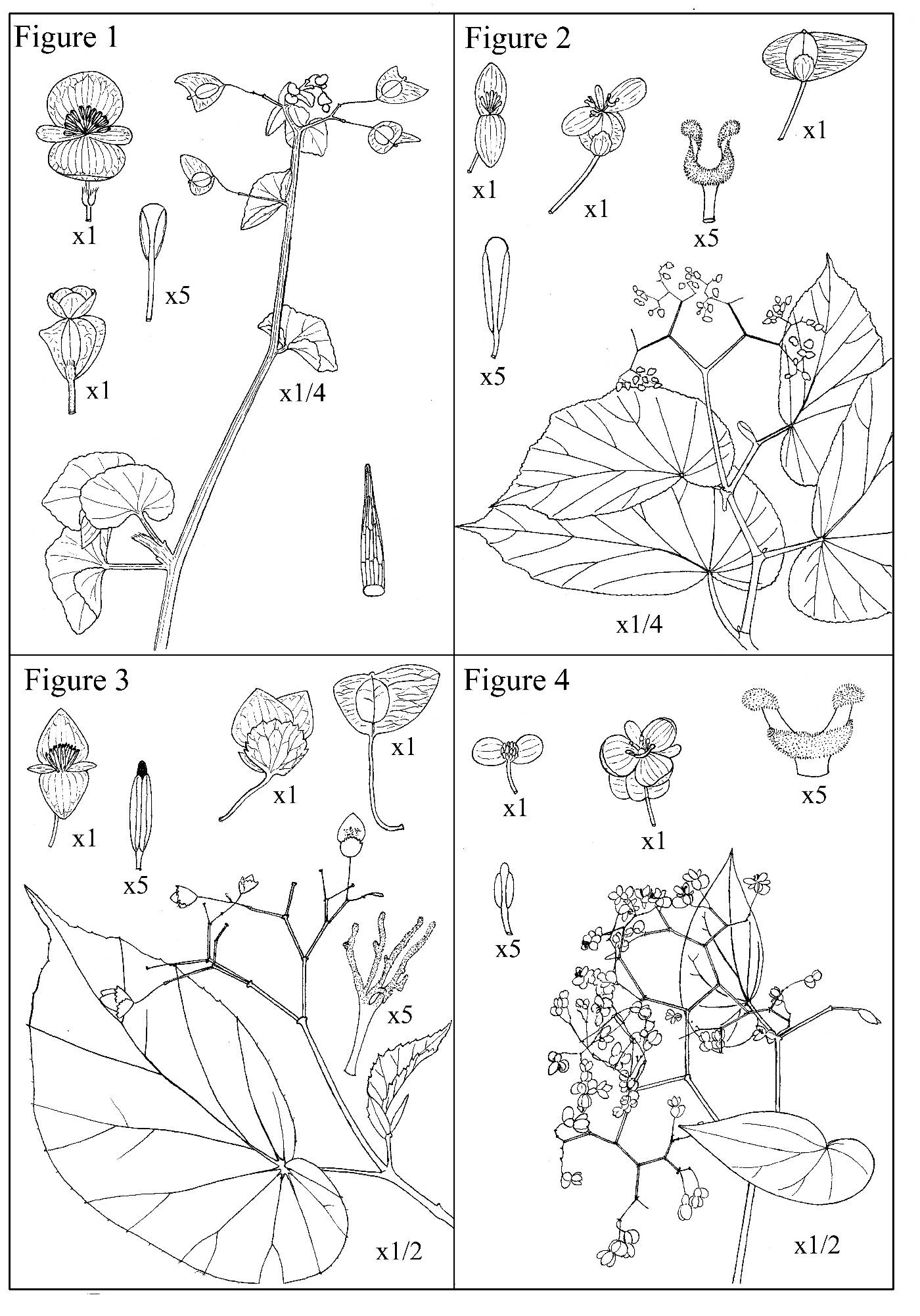 Begonia denticulata image