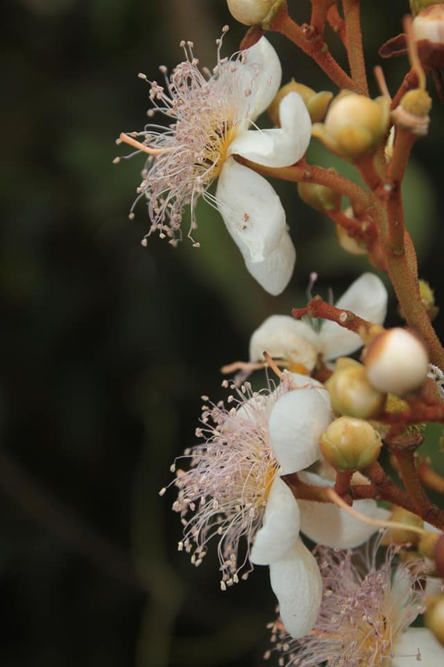 Bixaceae image
