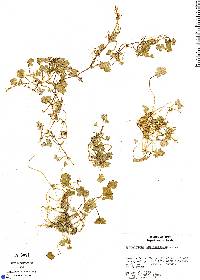 Hydrocotyle ranunculoides image