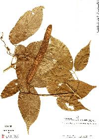 Fridericia bracteolata image