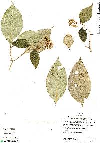 Image of Coussarea paniculata