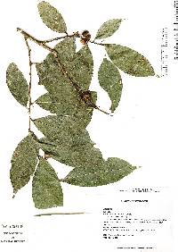Image of Ampelocera longissima