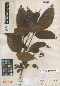 Allophylus peruvianus image