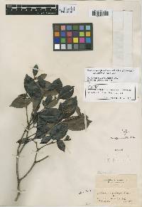 Image of Alibertia myrciifolia