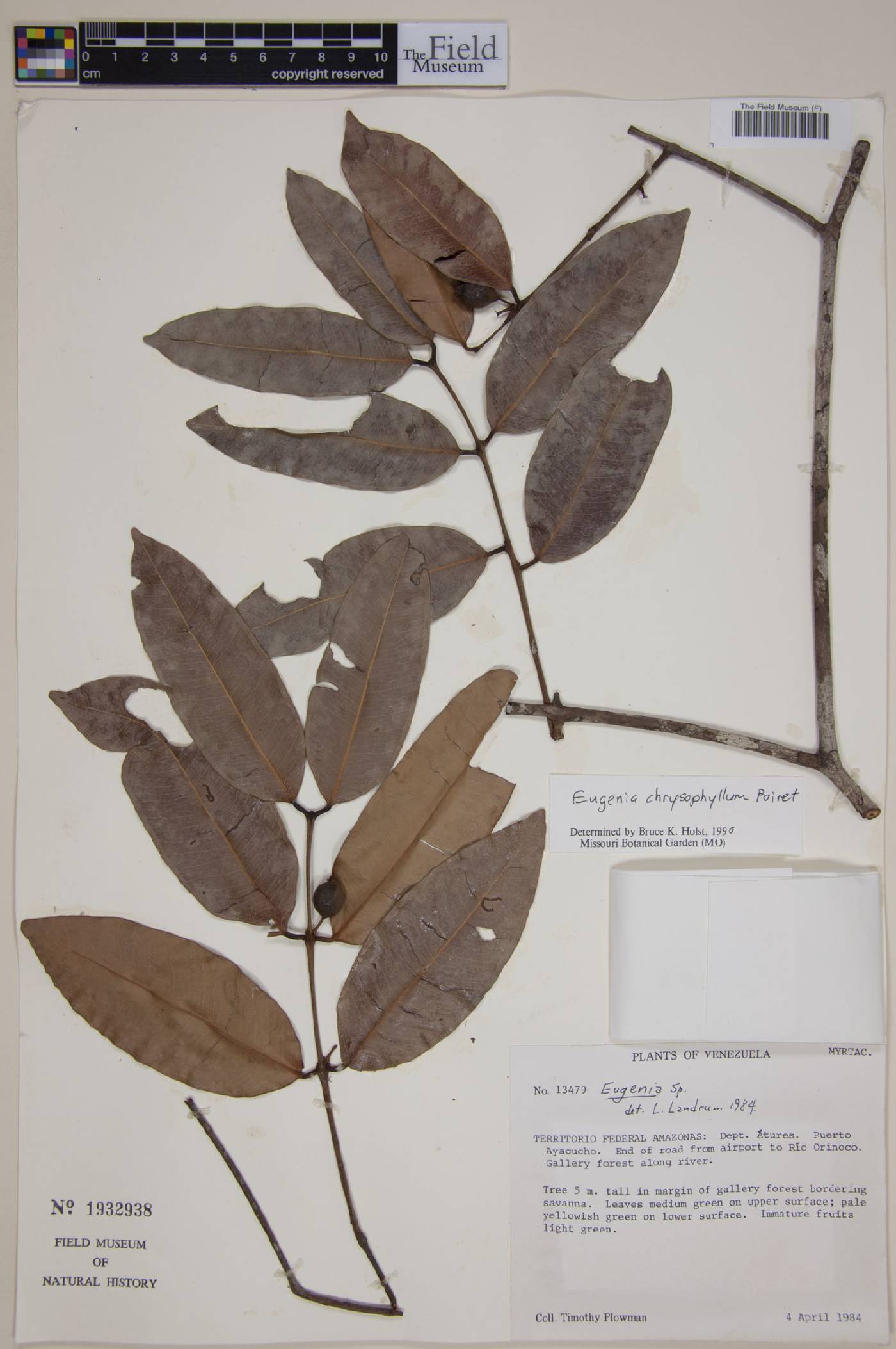 Eugenia chrysophyllum image