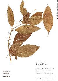 Image of Croton olivaceus