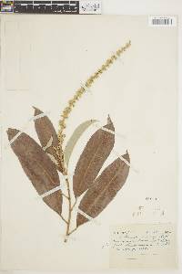 Croton matourensis image