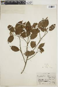 Calycophyllum spruceanum image