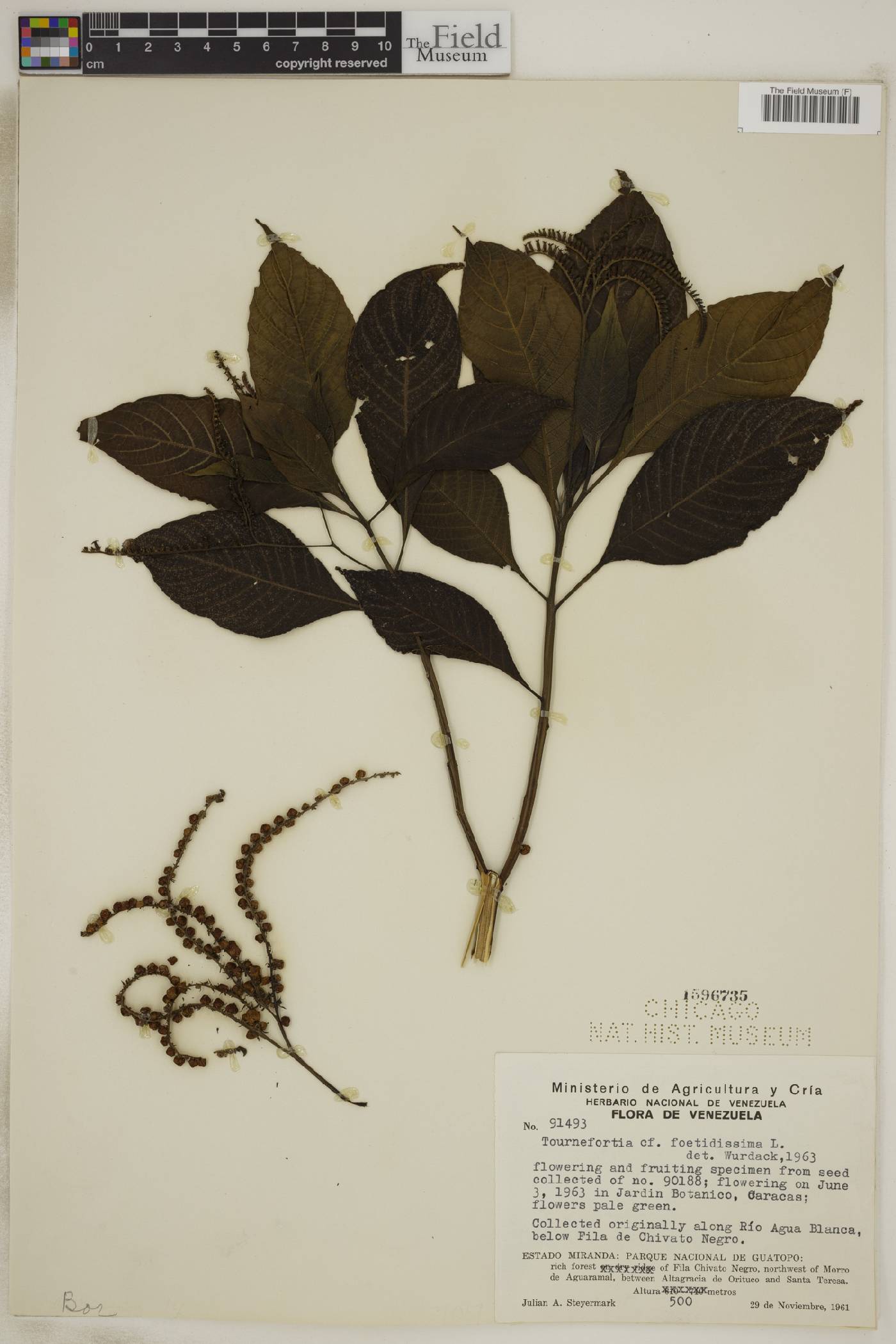 Tournefortia foetidissima image