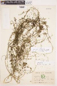 Cynanchum microphyllum image
