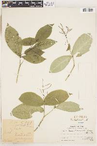 Image of Coussarea sessilifolia