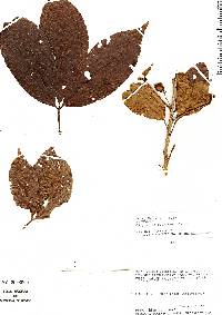 Allophylus peruvianus image