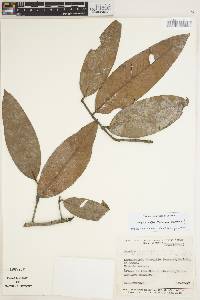 Caraipa grandifolia image