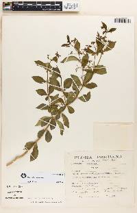 Rauvolfia viridis image