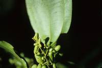 Image of Abuta grandifolia