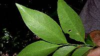 Agonandra silvatica image