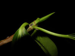Coussapoa parvifolia image