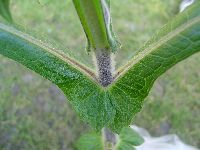 Smallanthus sonchifolius image