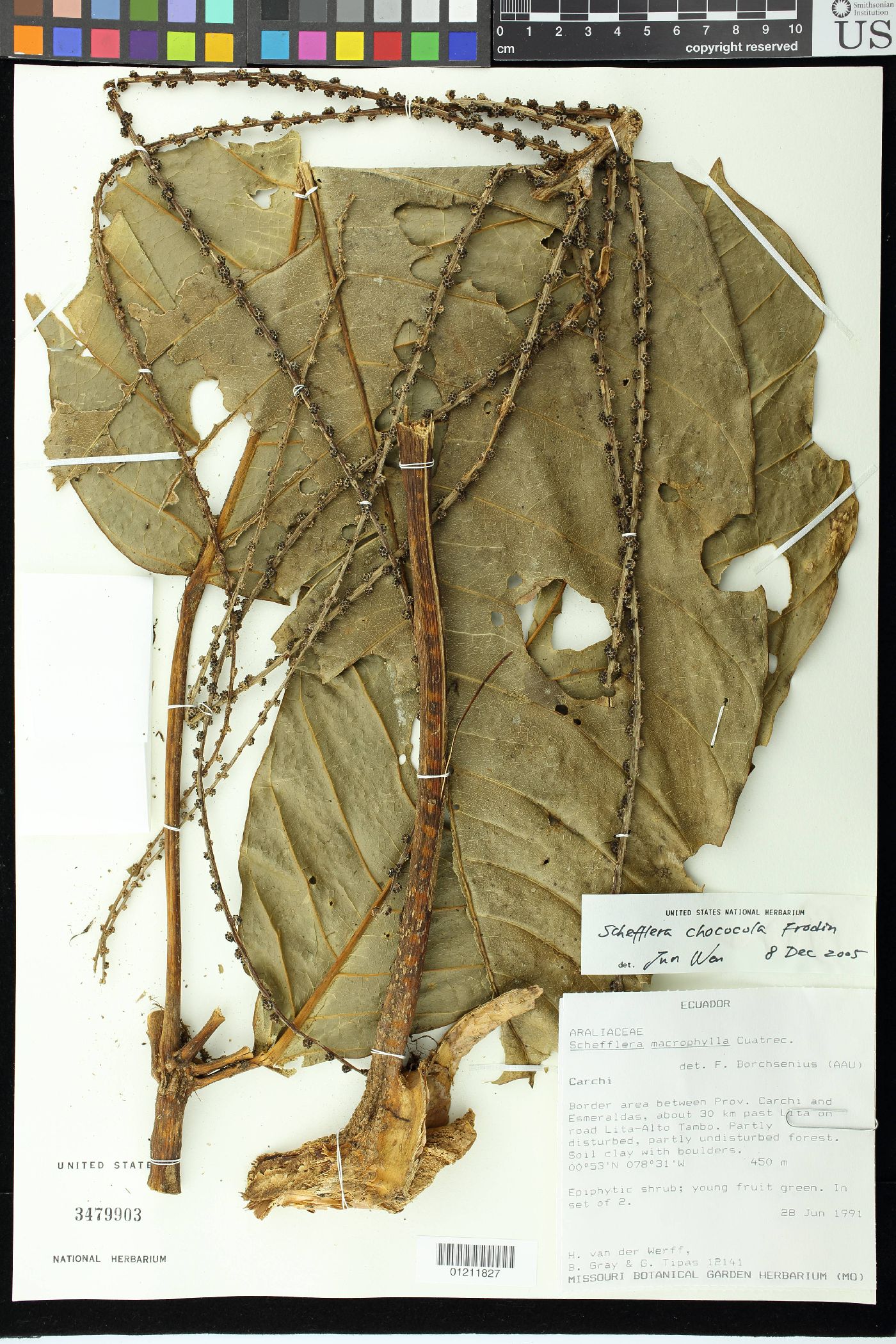 Schefflera macrophylla image