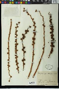 Schefflera pentadactyla image