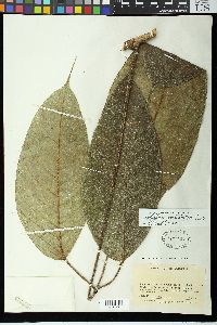 Schefflera pentadactyla image
