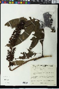 Schefflera quinduensis image