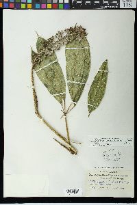 Schefflera quinduensis image