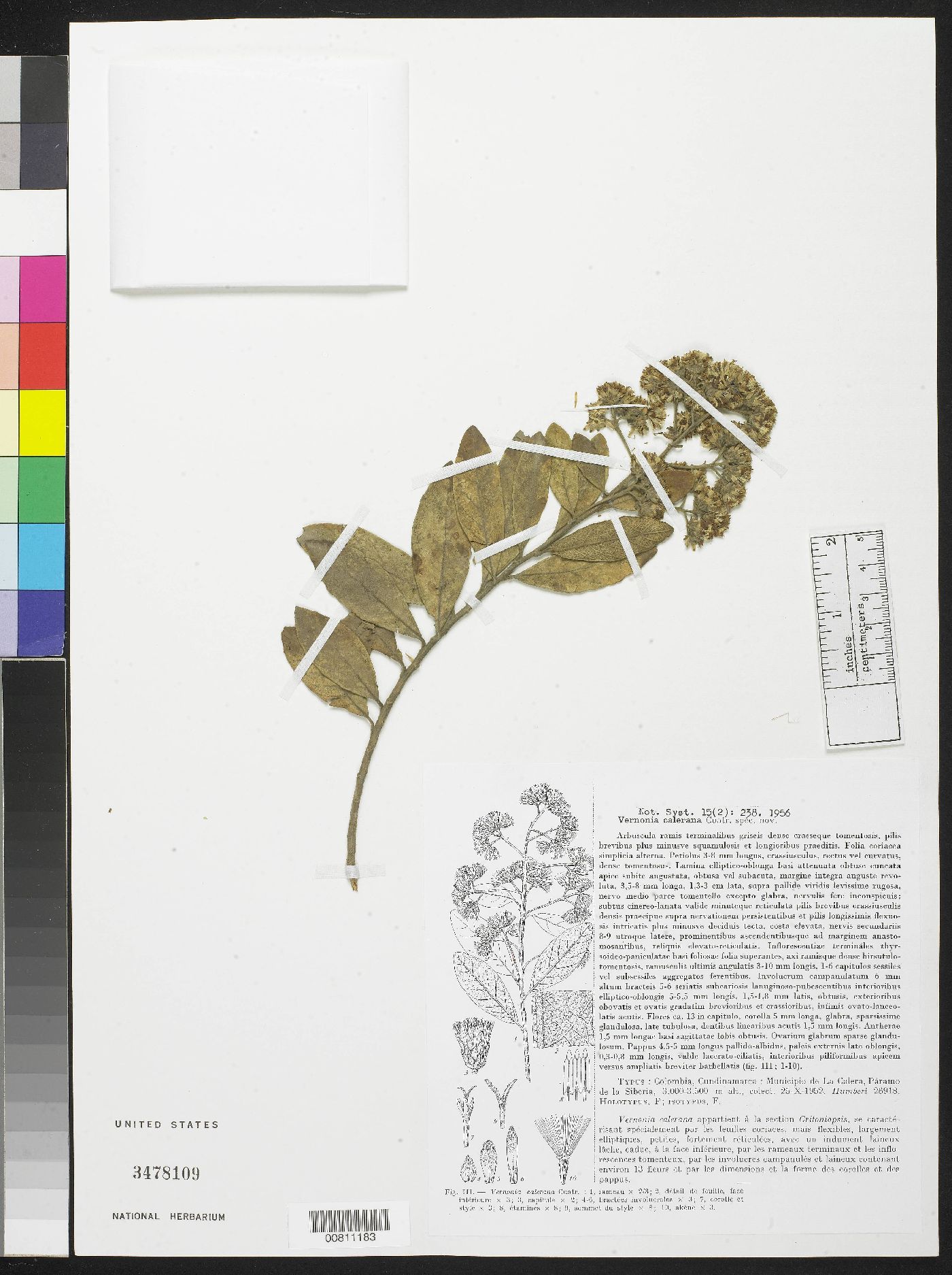 Critoniopsis bogotana image