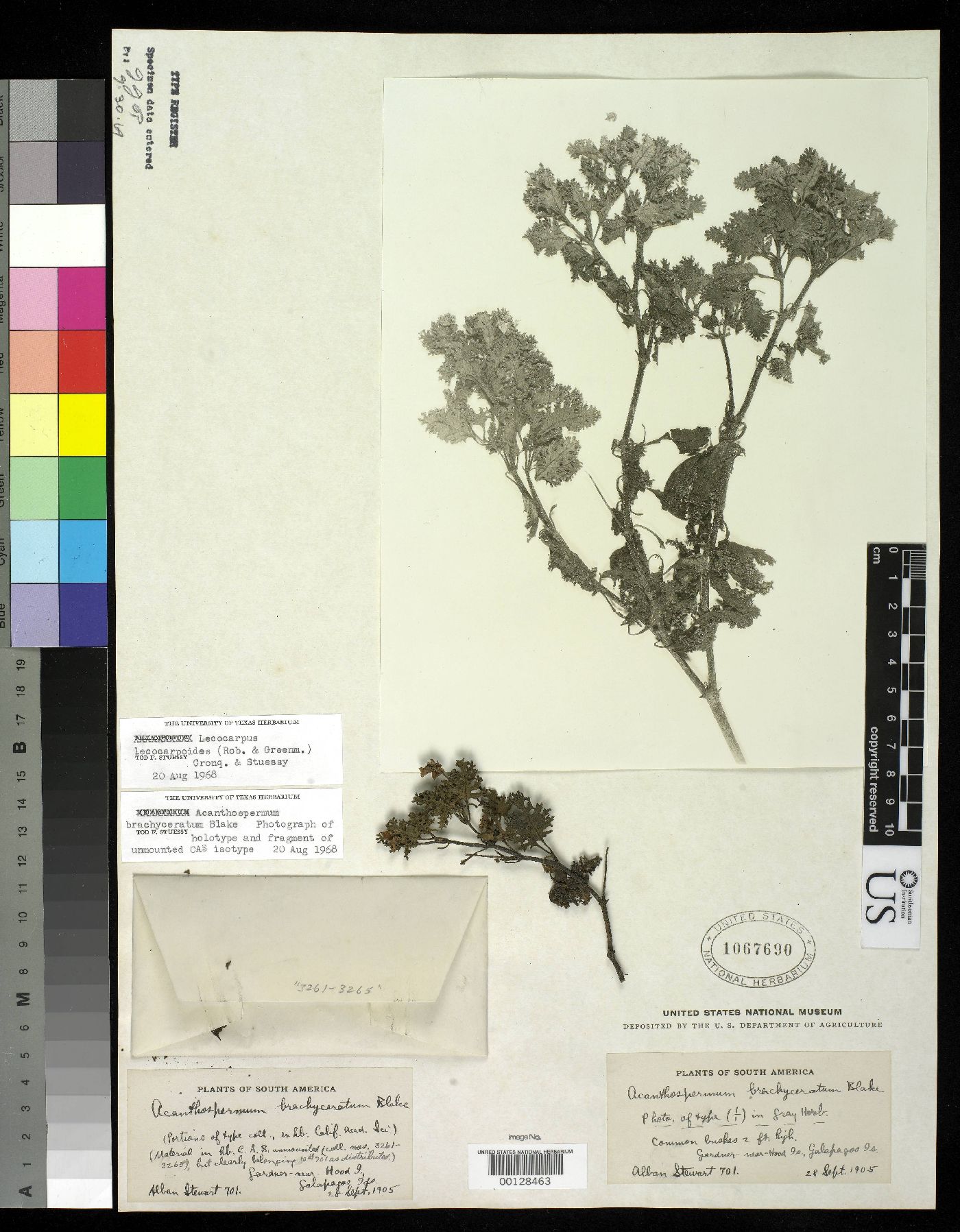 Lecocarpus lecocarpoides image
