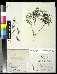Lecocarpus lecocarpoides image