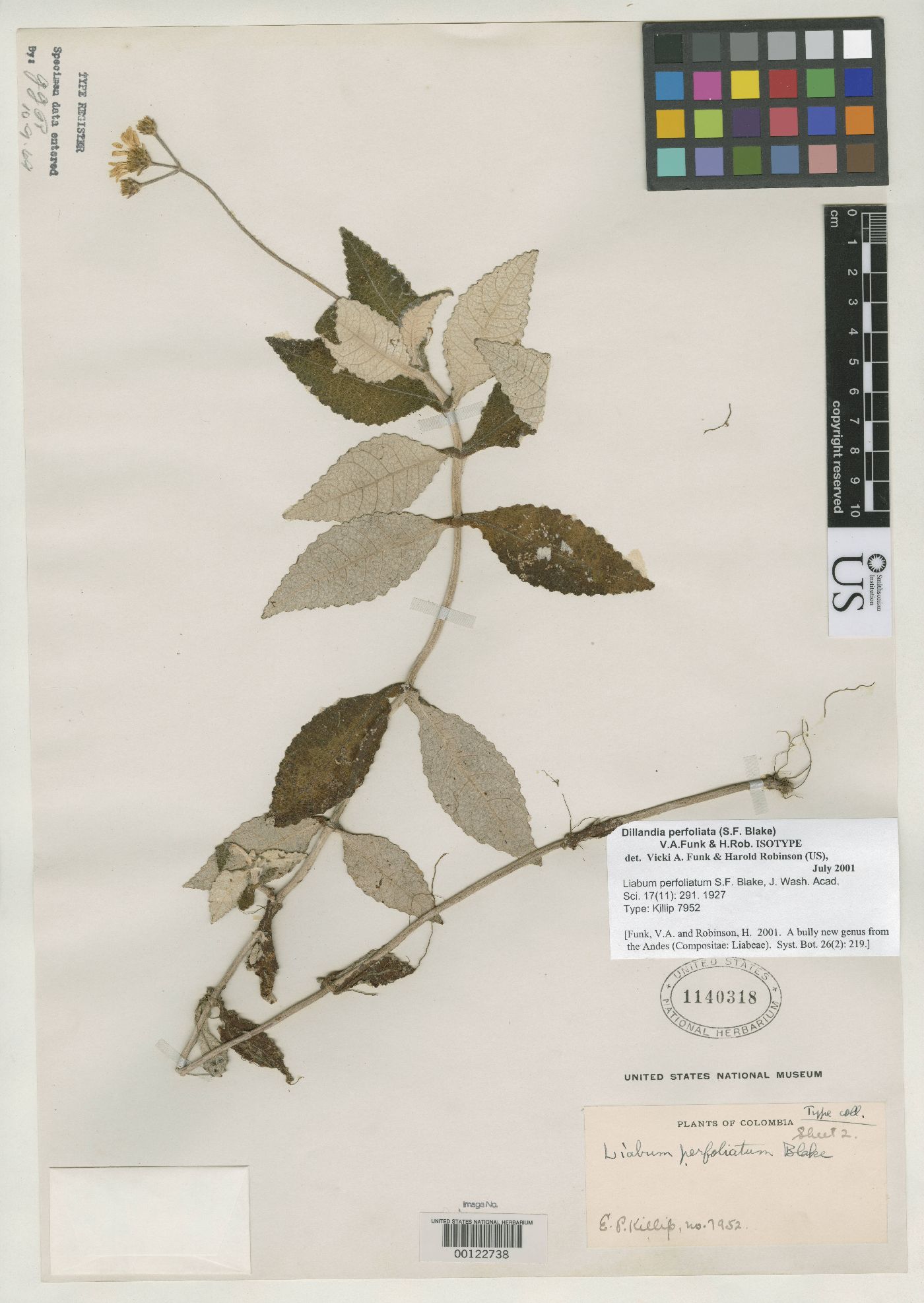 Munnozia perfoliata image