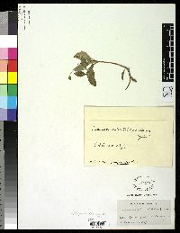 Philoglossa mimuloides image