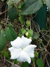 Image of Thunbergia fragrans