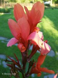 Image of Canna indica